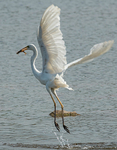 egret00