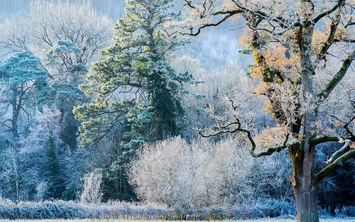 Marlfield frost