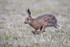 Brown Hare (Lepus europaeus) running