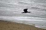 Cormorant