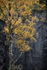 Quarry Beech Tree