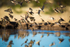 Red-billed Quelea drinking 2