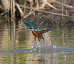 Kingfisher explodes out of the water after a fishing trip at Otmoor