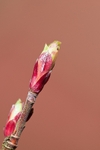 20120226-_MG_8858