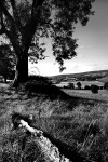 Fallen tree _S052
