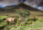 Highland Cattle
