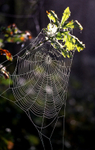 Spider's Web, Redhill Common