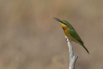 Little Bee-eater