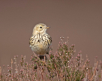 Meadow Pipit - Anthus pratensis