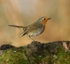 Robin