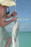 Barracuda caught on the Flats.