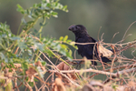 Smooth-billed Ani, Por...