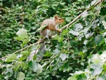 Grey Squirrel
