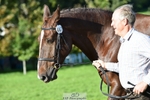 447-STALLONE-Andrew.Winterton-TrotUp+SJ portfolio