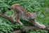 lynx