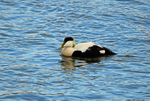 Eider