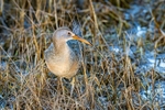 Clapper Rail