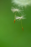 Dandelion Seeds
