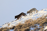 Two Wolves running, Soda Butte Canyon, Yellowstone National Park