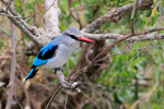 Woodland Kingfisher perched on a branch