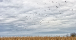 NOVEMBER BLACKBIRDS - NORFOLK COUNTY