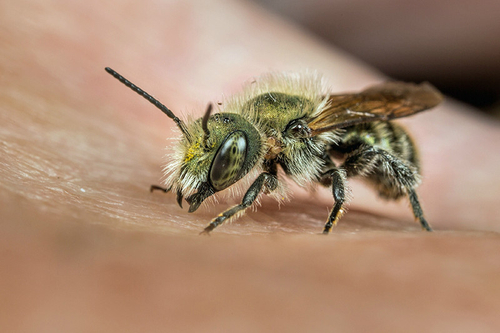 [i]Osmia caerulescens[/i] male. Staffordshire garden, May 2016. Greenish eye colour (in live specimens) can help dist…