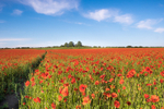Poppy Field Fine art Norfolk photography by The Silent Photographer