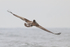 Peruvian Pelican flying rear view, Chile