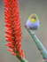 Cape White-eye, front view, Kirstenbosch Botanical Garden