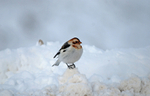 Snow Bunting