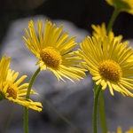 Southern bladderwort (Utricularia australis)