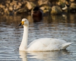 Whooper Swan-3395