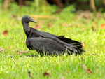 Black Vulture sitting on ground, Costa Rica