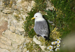 Kittiwake