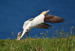 Gannets