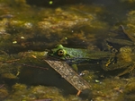 Edible Frog