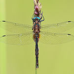 Brush-tipped Emerald Dragonfly
