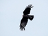 Chough