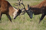 Red Deer