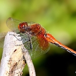Yellow-winged Darter (Sympetrum flaveolum) M