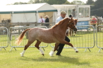 SBM_00466