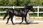 Class 9: Open Part Bred portfolio