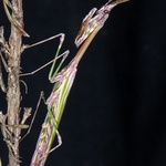 Conehead mantis (Empusa pennata)