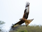 Red Kite