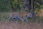Male Tiger early morning, Panna Reserve, Madhyra Pradesh, India
