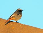 Black Redstart (male) perched on a roof at Anvil Point Lighthouse