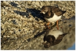 Turnstone and Barnacles