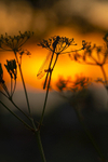 In the world of Damselflies