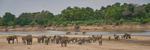 Elephants crossing the Luangwa River at dusk