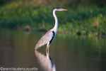 Cocoi heron